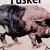 Potbelly - Dark Tusker 3.6%